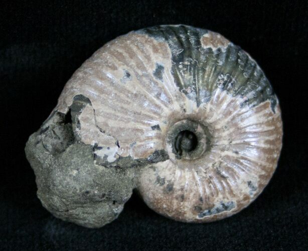 Pyritized Ammonite From Russia - #7296